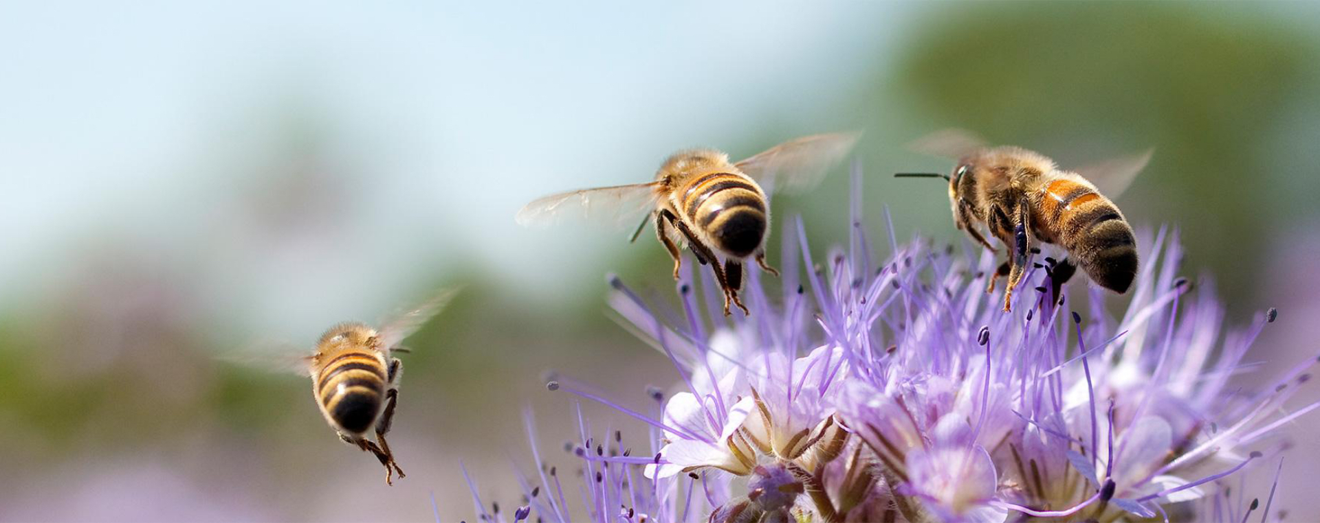 Abeilles Sentinelles